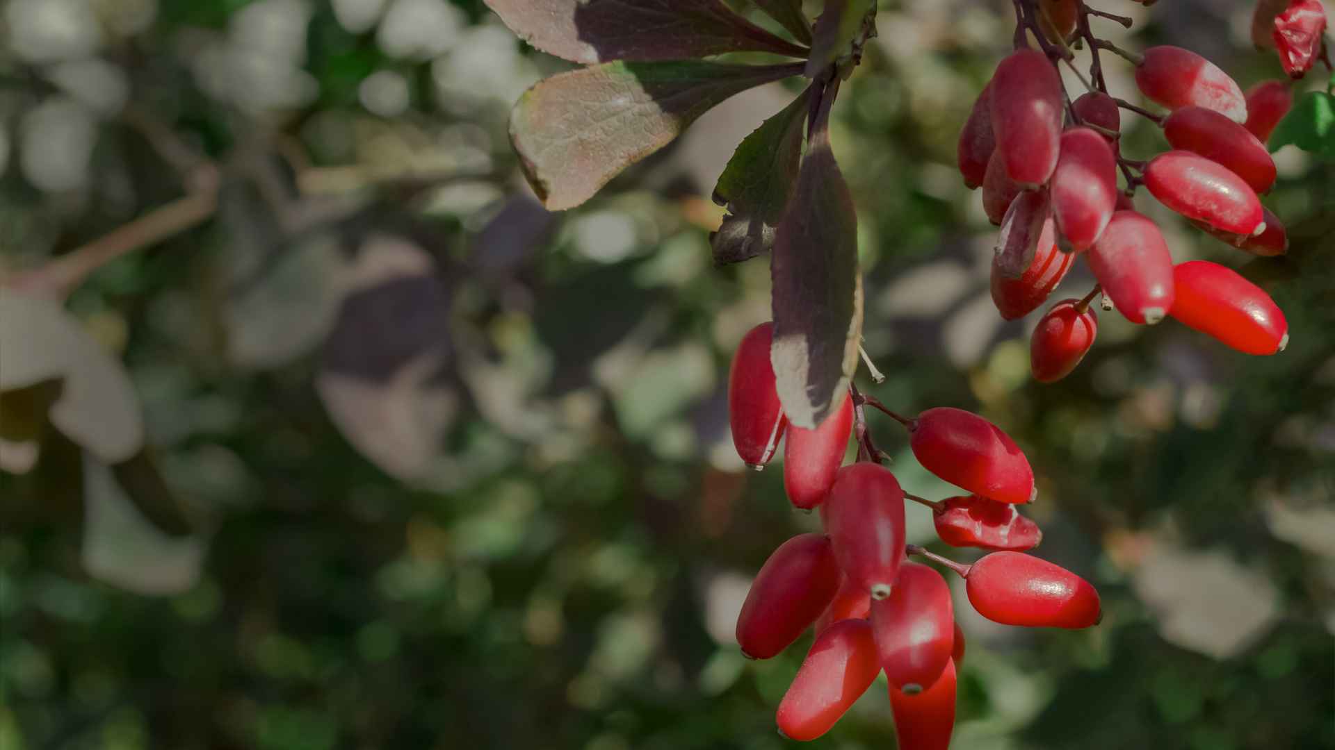 Borbolya, a berberin természetes forrás