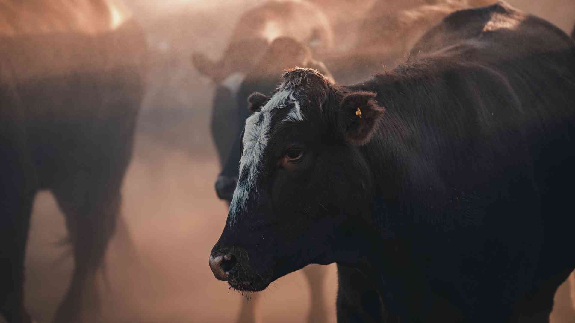 A bikaepe a taurin természetes forrása
